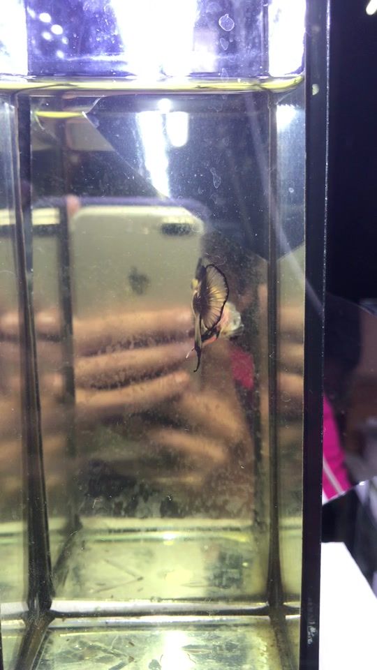 TikTok video thumbnail by kangbettafarm
