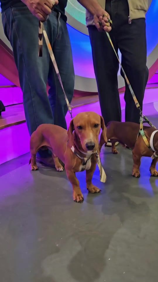 TikTok video thumbnail by vivelatardepy