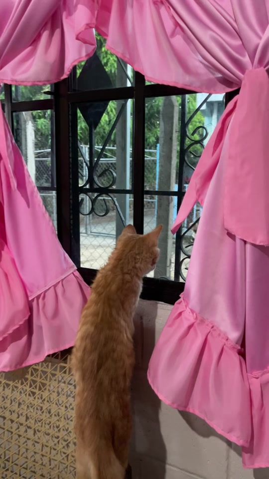 TikTok video thumbnail by azula.palacios