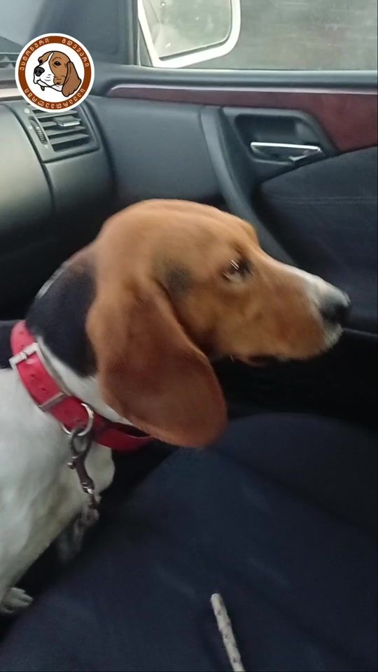 TikTok video thumbnail by _hunter_dogs