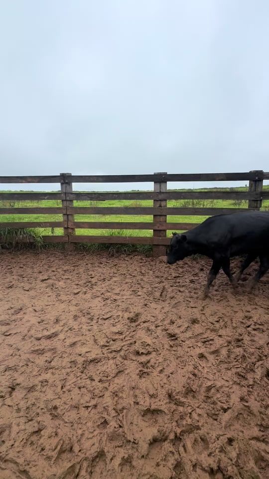 TikTok video thumbnail by francostapec