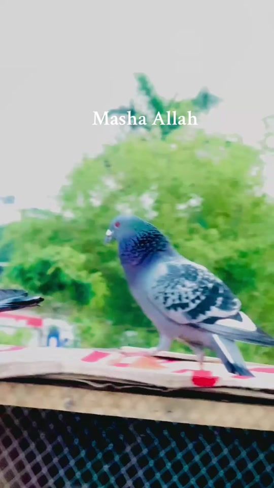 TikTok video thumbnail by yusufzai.loft