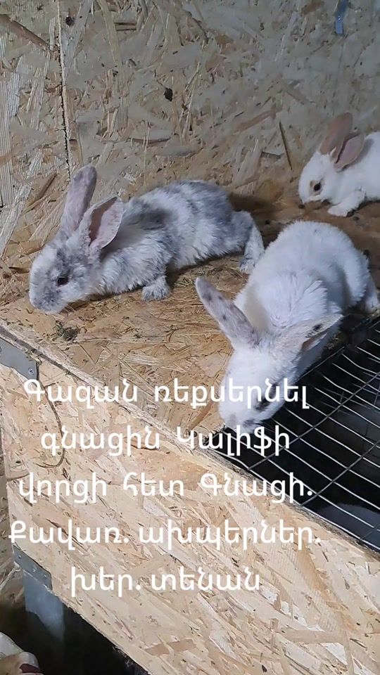 TikTok video thumbnail by armen.ak