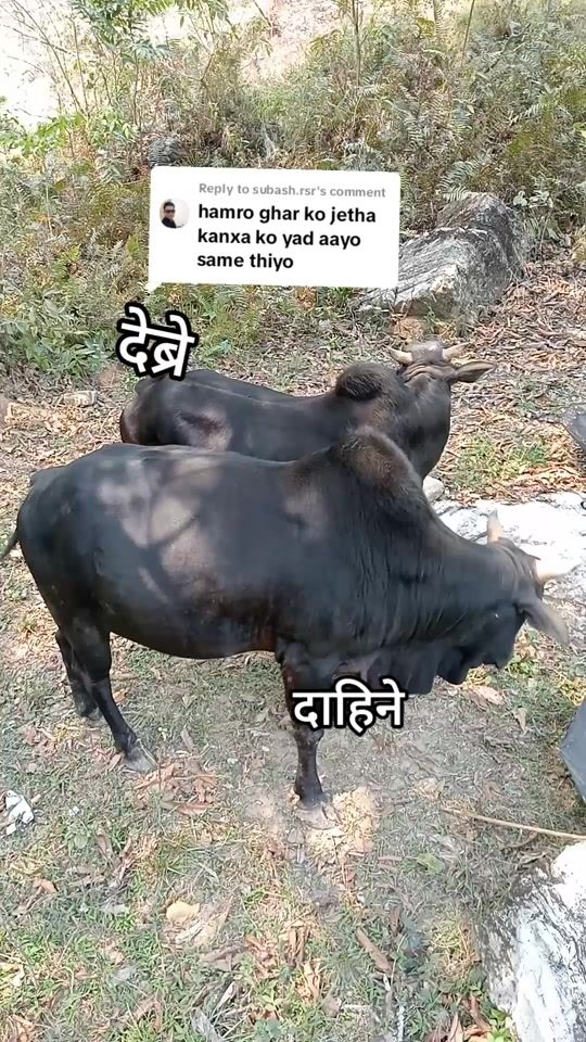 TikTok video thumbnail by monirajthapa678