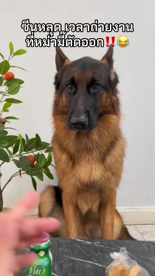 TikTok video thumbnail by raptor.jenner