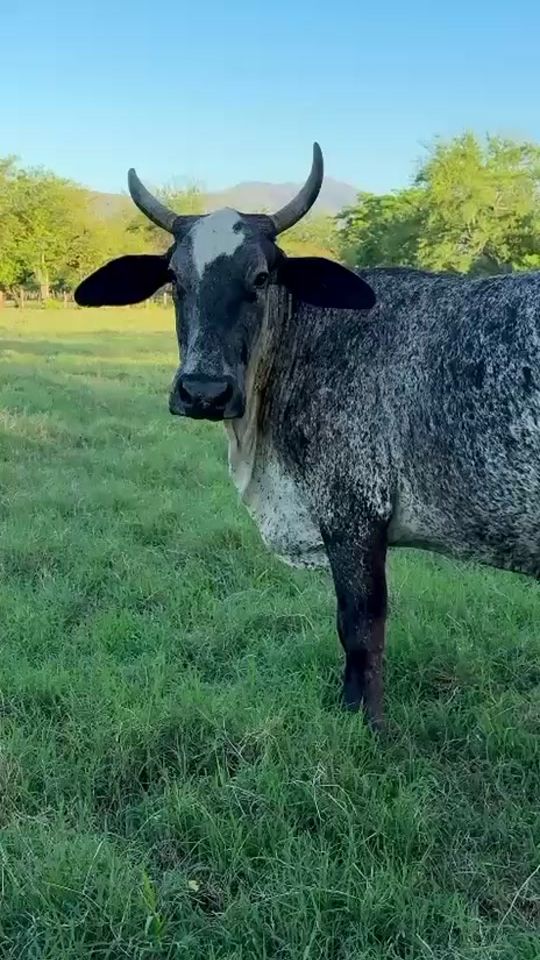 TikTok video thumbnail by vacas.lecheras.nu