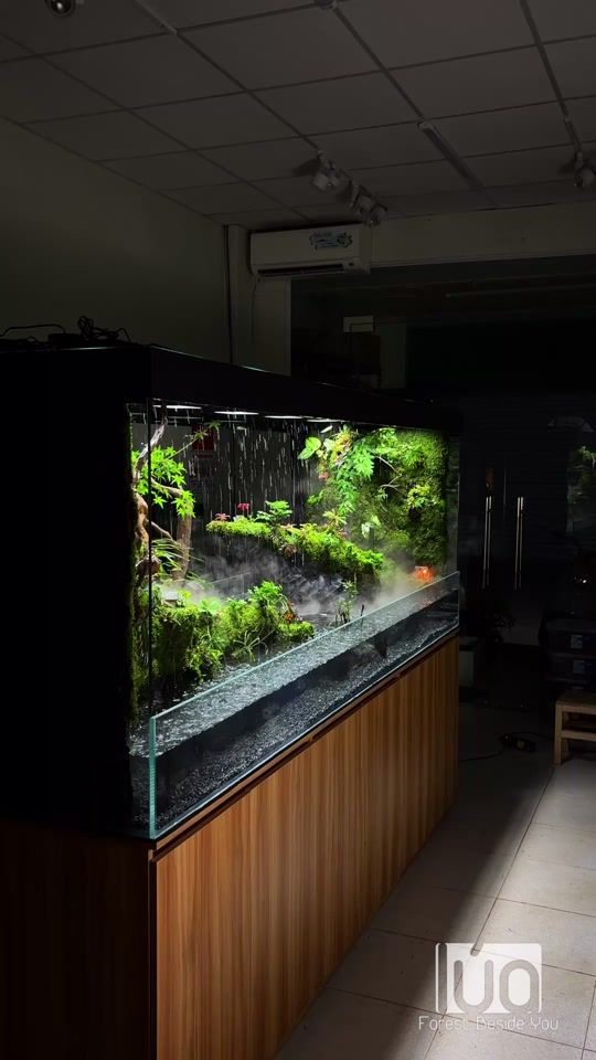 TikTok video thumbnail by luadesignterrarium