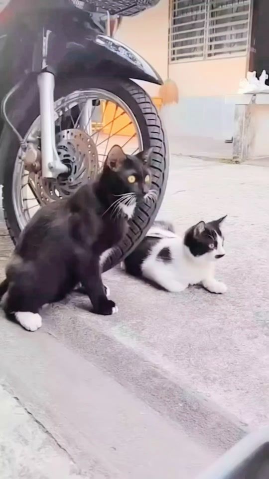 TikTok video thumbnail by sureshchamara45