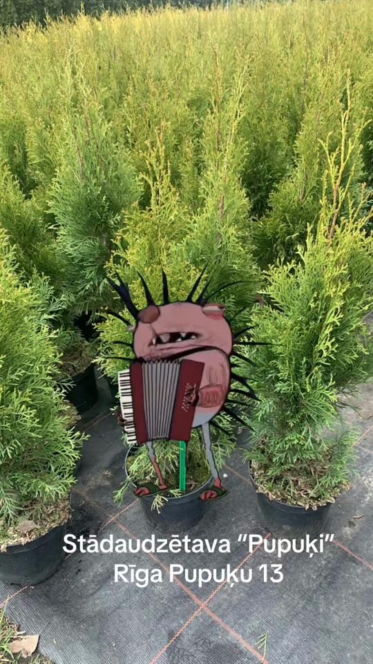 TikTok video thumbnail by dalss.eu