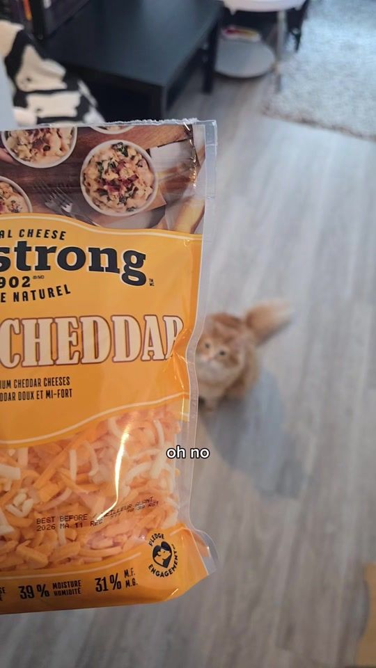 TikTok video thumbnail by walter.the.catt