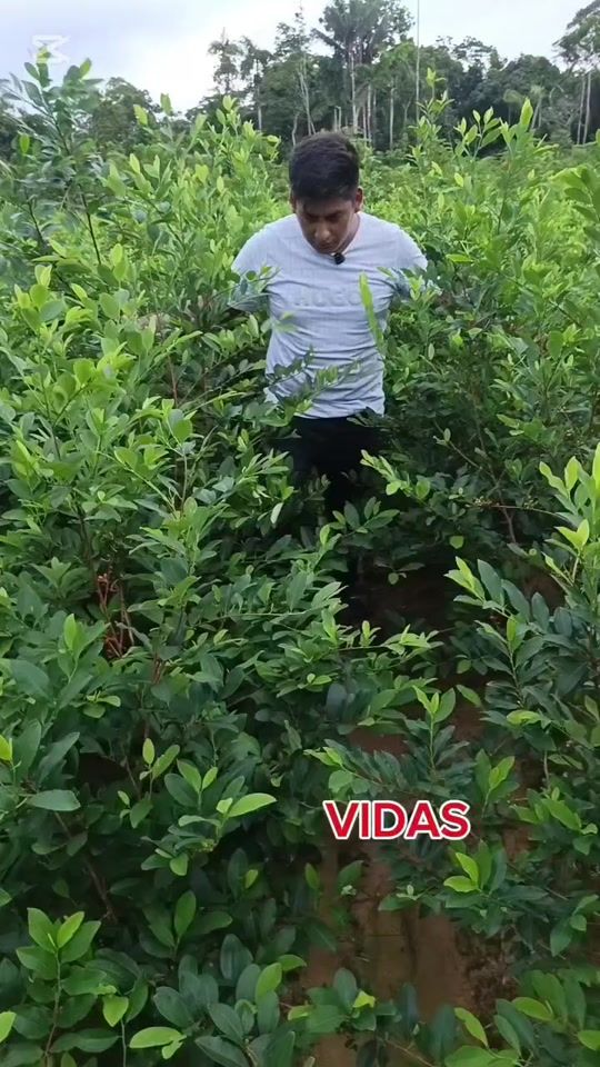 TikTok video thumbnail by liam.ayaviri