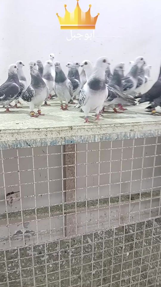 TikTok video thumbnail by ziadabojabal