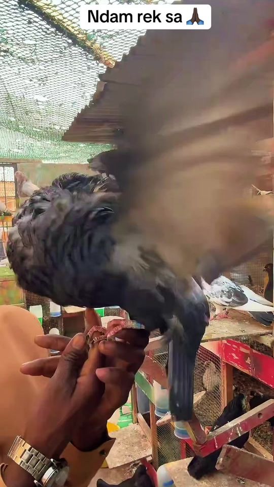 TikTok video thumbnail by elhadjndnoye