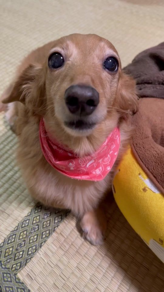 TikTok video thumbnail by pen.ducks