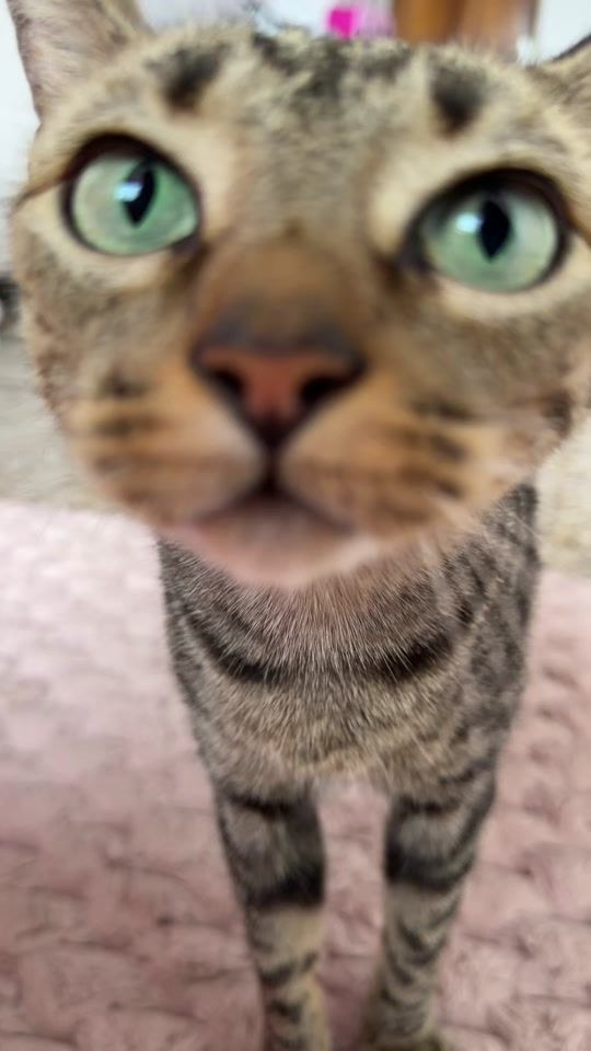 TikTok video thumbnail by mariavmarquezx