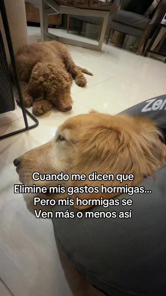 TikTok video thumbnail by ilsejimenezg