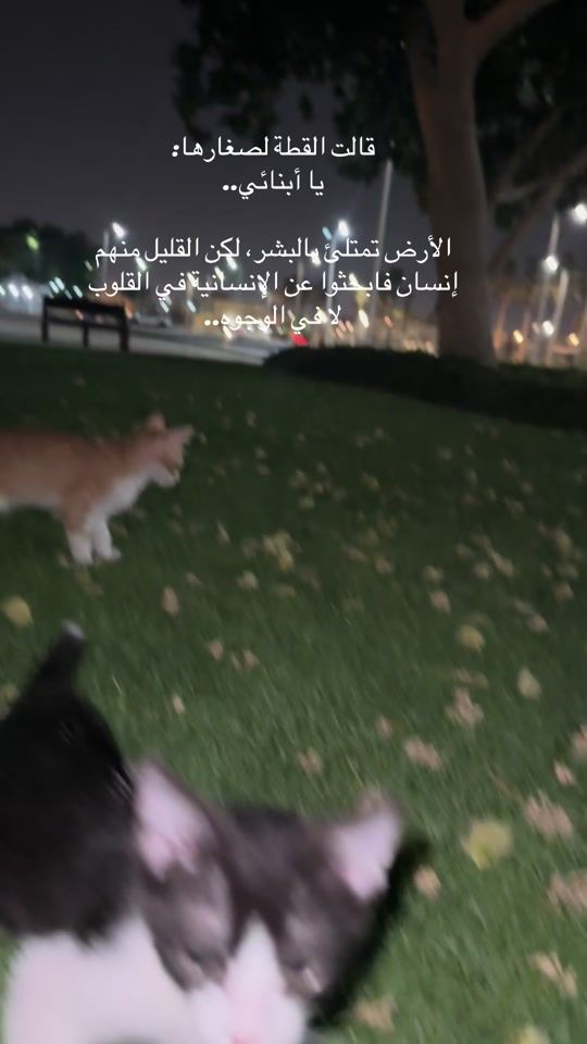 TikTok video thumbnail by meaw8846