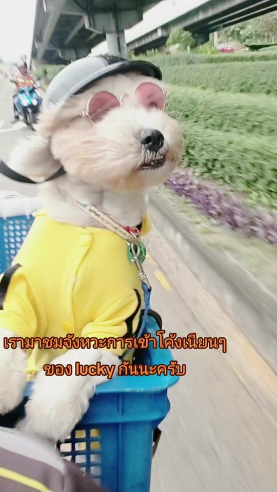 TikTok video thumbnail by luckymaantheflash