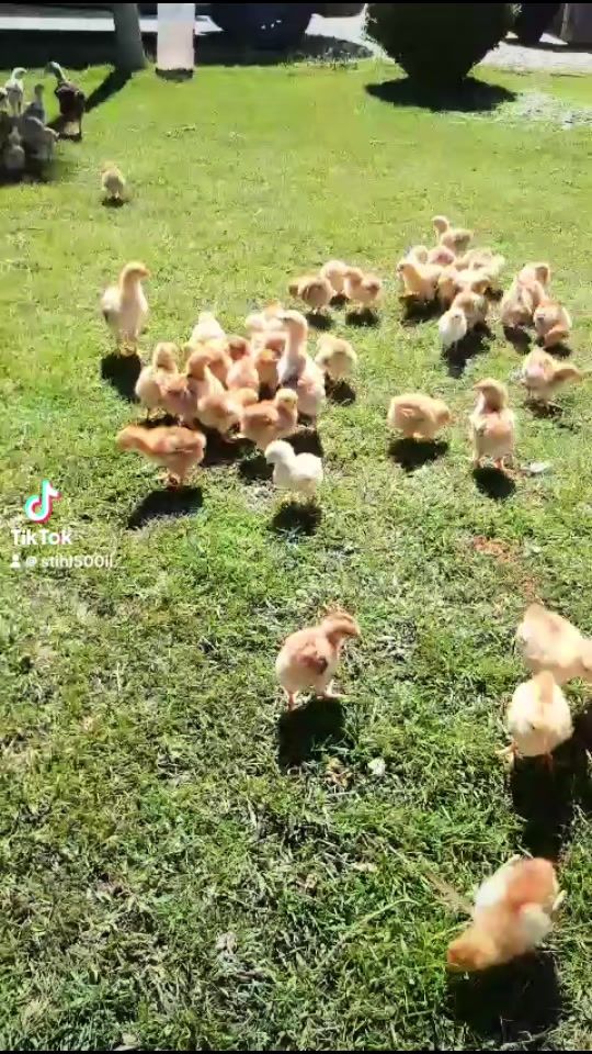 TikTok video thumbnail by stihl500ii