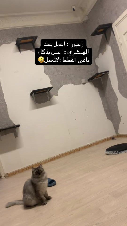 TikTok video thumbnail by hamshary.cat