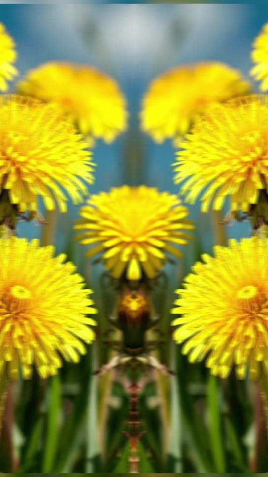 TikTok video thumbnail by botanicalmug