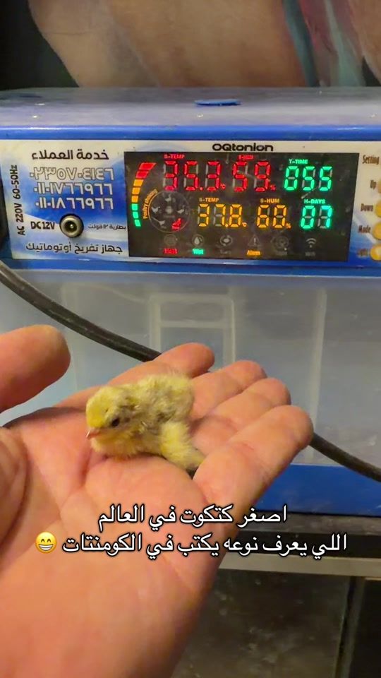TikTok video thumbnail by mostafa.tata.jumanji