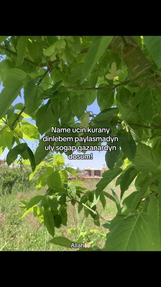 TikTok video thumbnail by belliyew_oo9
