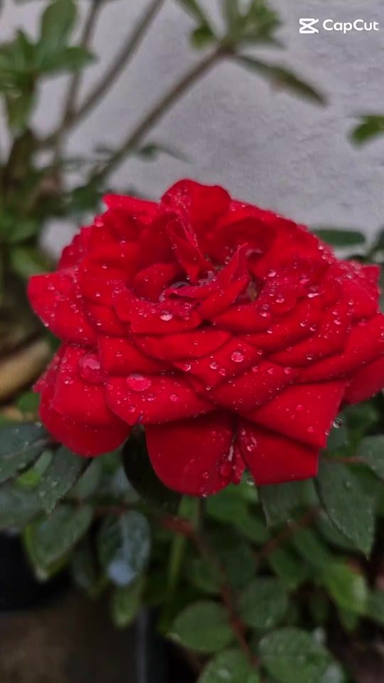 TikTok video thumbnail by luborges370