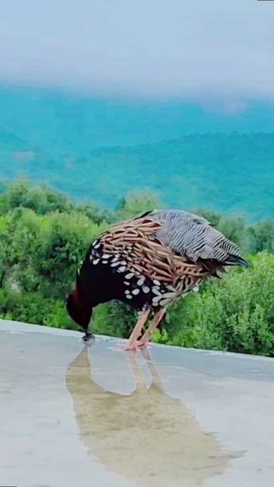 TikTok video thumbnail by ibrahimmalang128