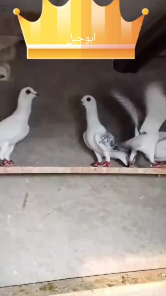 TikTok video thumbnail by ziadabojabal