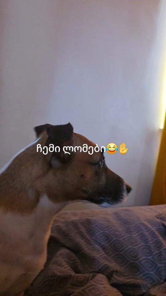 TikTok video thumbnail by xatunanozadze0