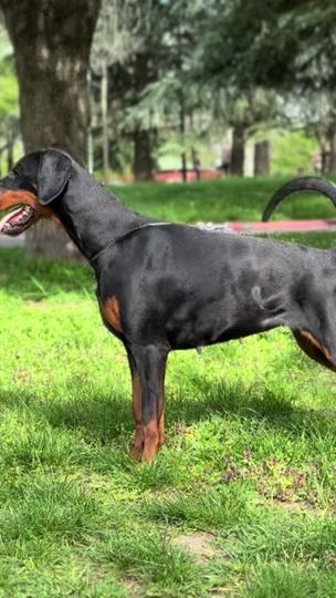 TikTok video thumbnail by renewaldobermann