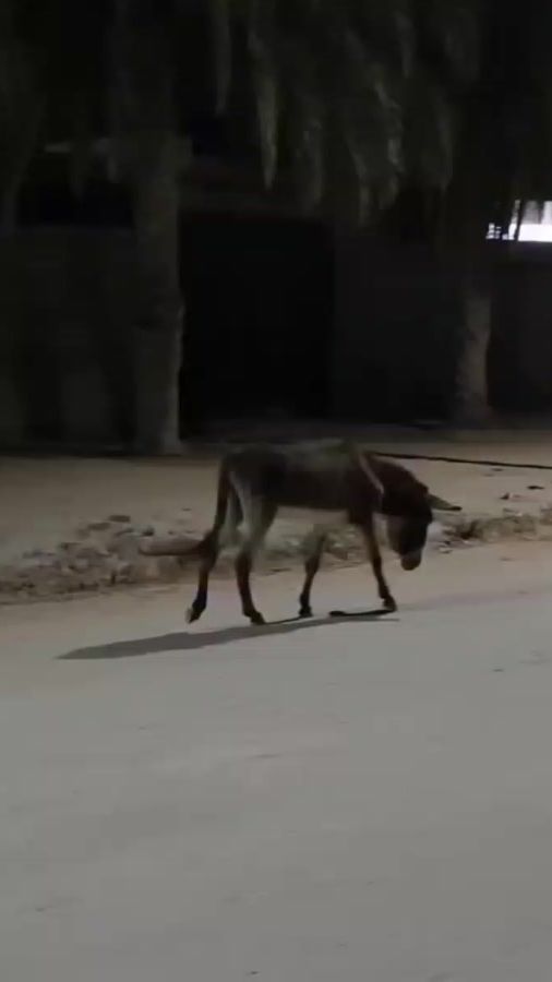 TikTok video thumbnail by bosfalos