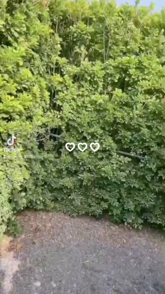 TikTok video thumbnail by stitch_10.15