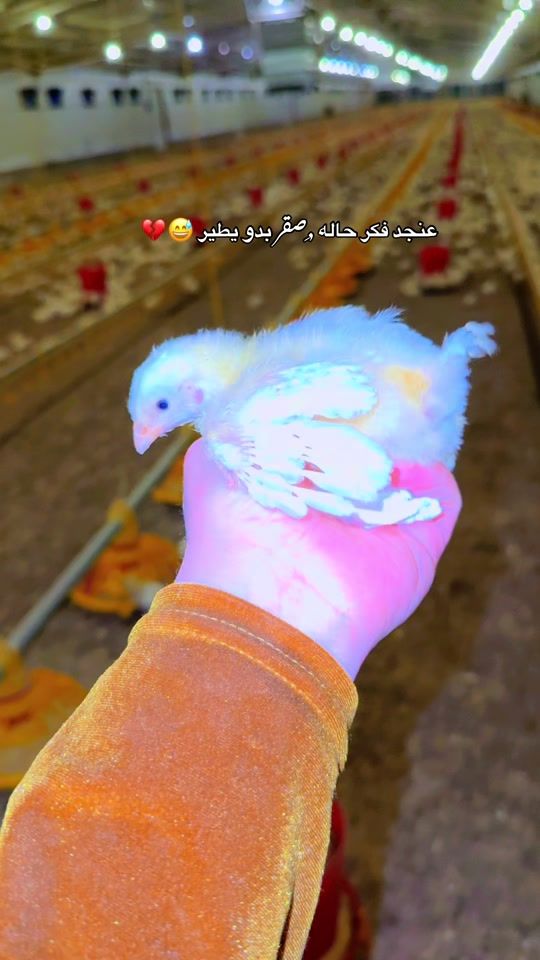 TikTok video thumbnail by om_sham22