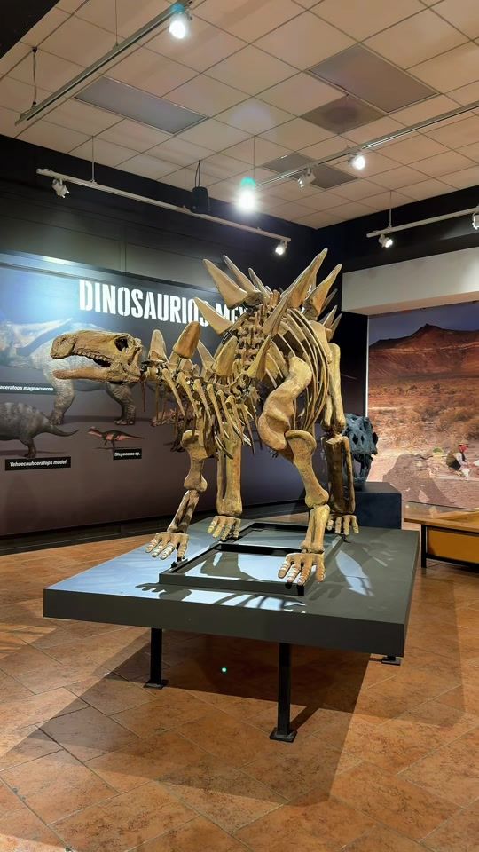 TikTok video thumbnail by museodeldesierto