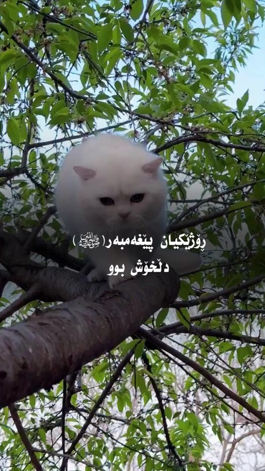 TikTok video thumbnail by run4ky