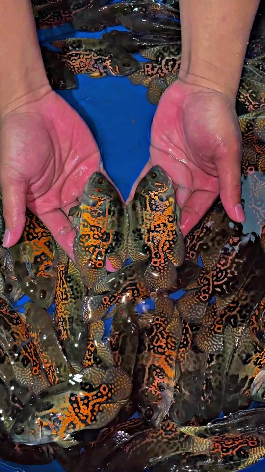 TikTok video thumbnail by boombettastyle