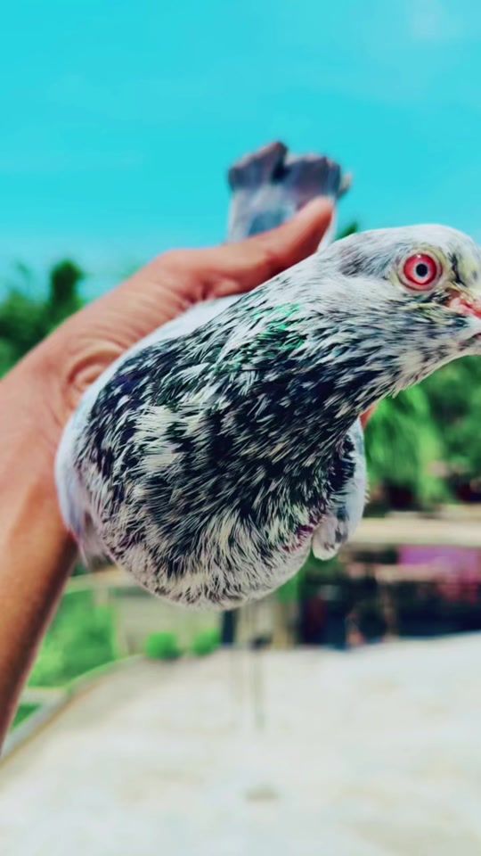 TikTok video thumbnail by amjayan_loft