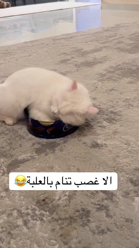 TikTok video thumbnail by arwaroro86