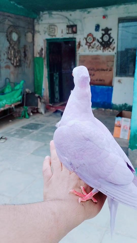 TikTok video thumbnail by s_a_lm22