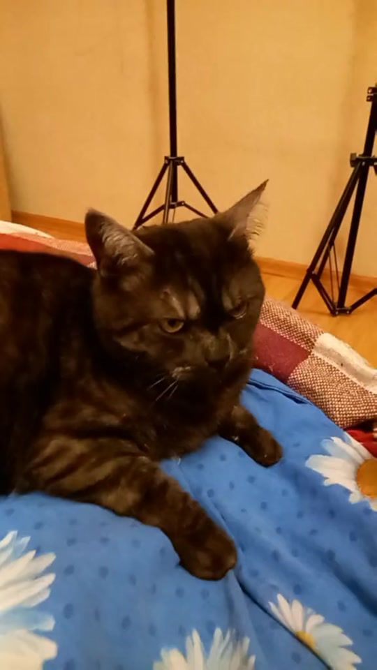 TikTok video thumbnail by angel_strsti