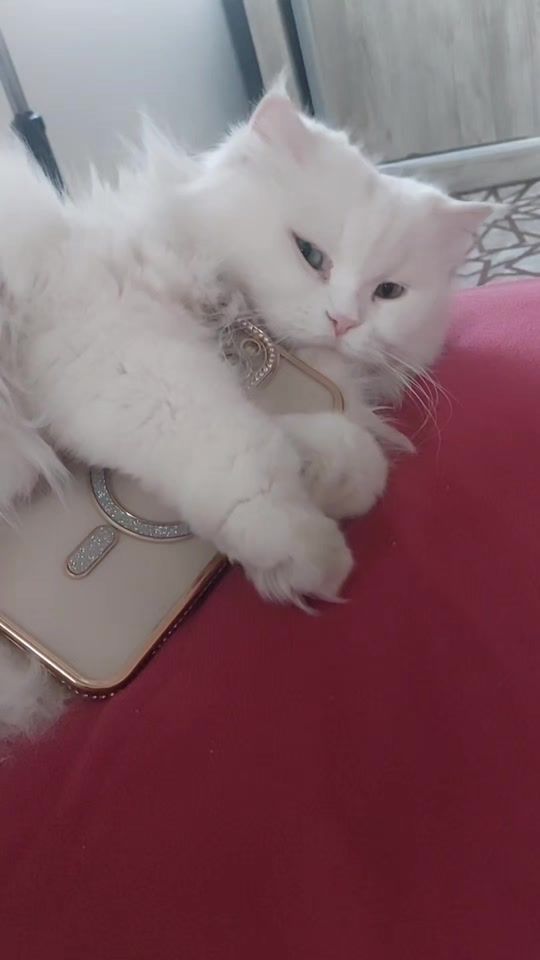 TikTok video thumbnail by natashoo0_