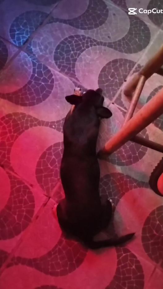 TikTok video thumbnail by josehenriquelopes4