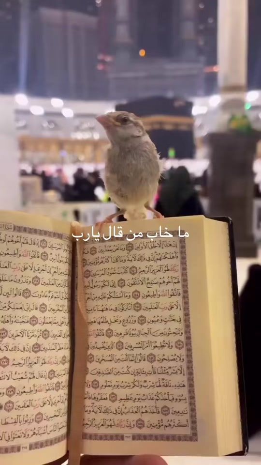 TikTok video thumbnail by yainadel