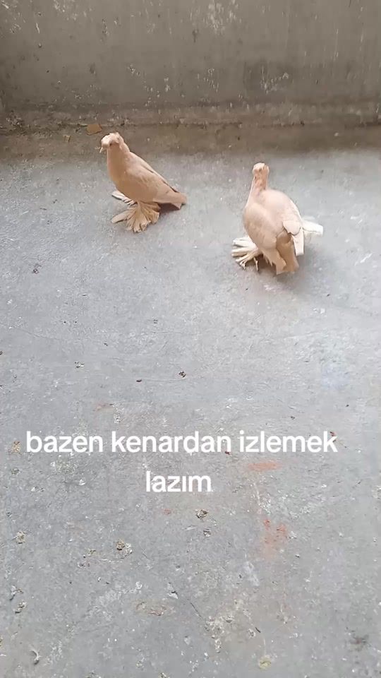 TikTok video thumbnail by murat.ak881