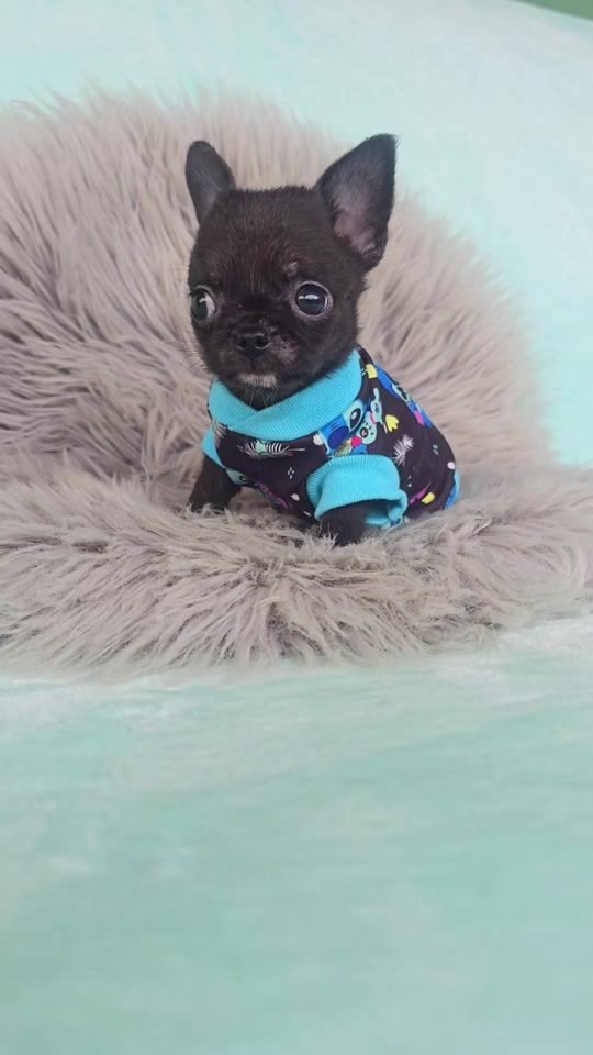 TikTok video thumbnail by chihuahuas_montezuma_cr