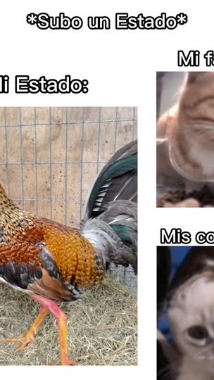 TikTok video thumbnail by gallos.orion