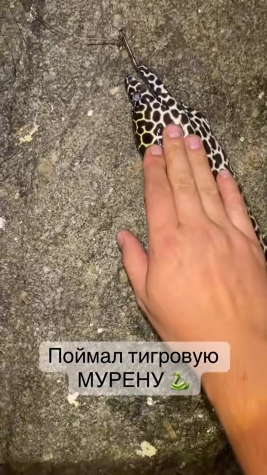 TikTok video thumbnail by asian_wanderer