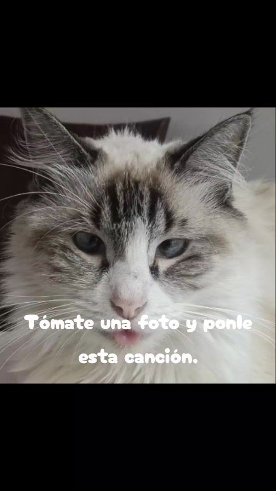TikTok video thumbnail by dogcatmina